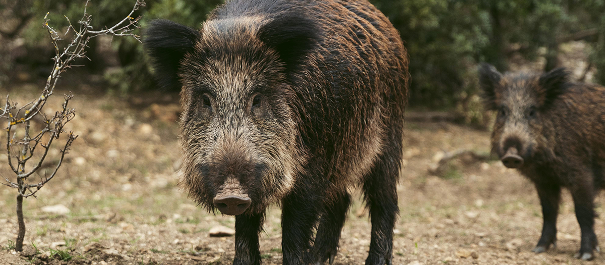 wild-boars-nature-site.png