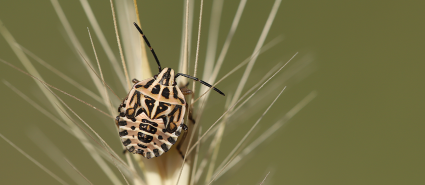codophila-varia-c-ennaloel-mateo-espada.png